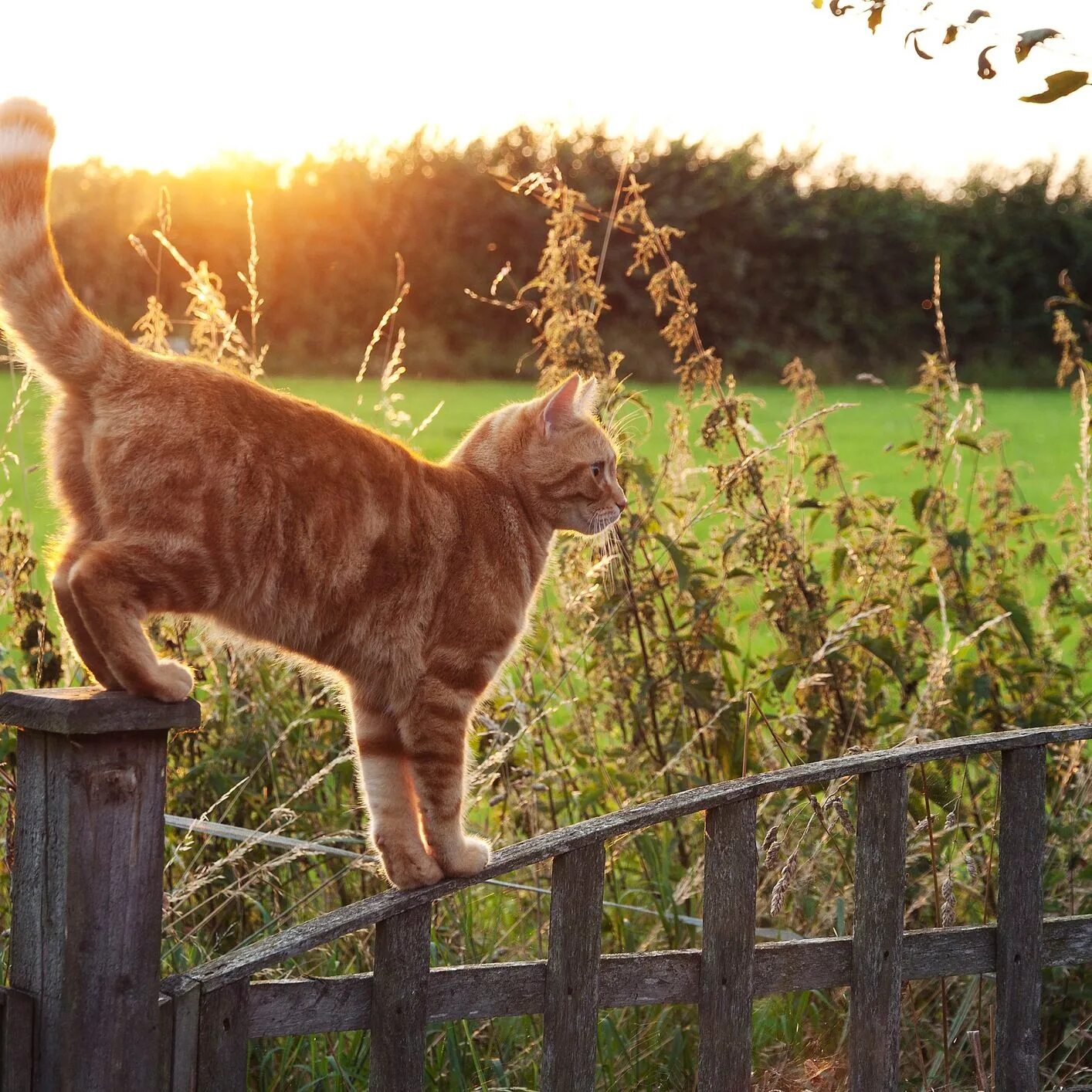 Кошечка гуляет. Кот гуляет. Рыжий кот гуляет. Кошка на прогулке. Коты гуляют.