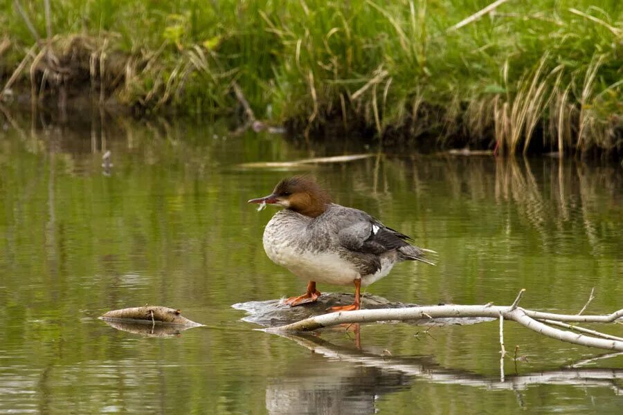 Duck source. Дикая утка крохаль. Крохаль утка съедобная. Дикие утки крохали. Крохаль утята.