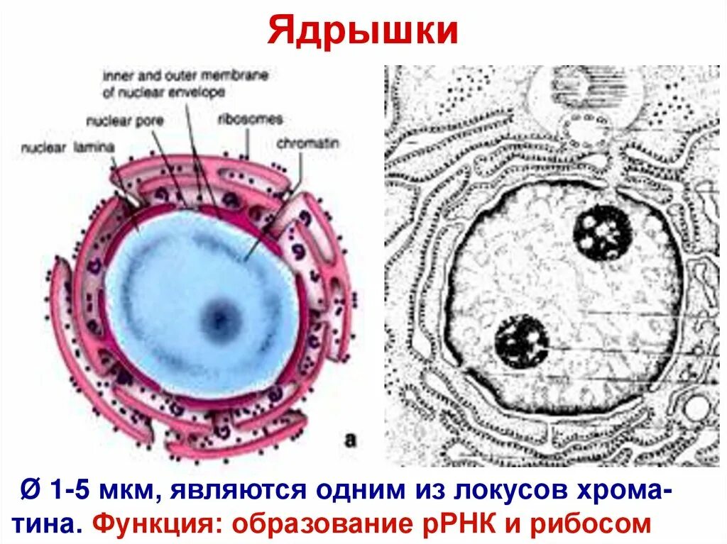 Строение ядрышка. Ядрышки сколько букв. Строение ядра эукариотической клетки кратко. Состав ядрышка. Из чего образуются ядрышки.