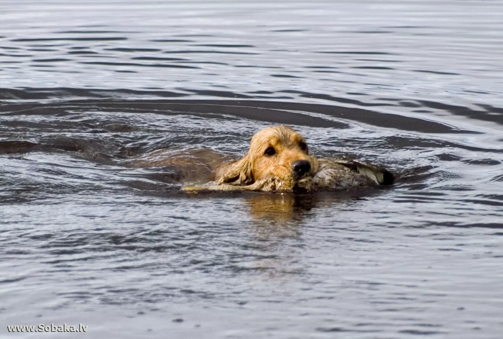 английская плавающая собака. мяч с лентой собака плавает. собака плавает на английском. собака плавает на английском. английский кокер спаниель плавает.