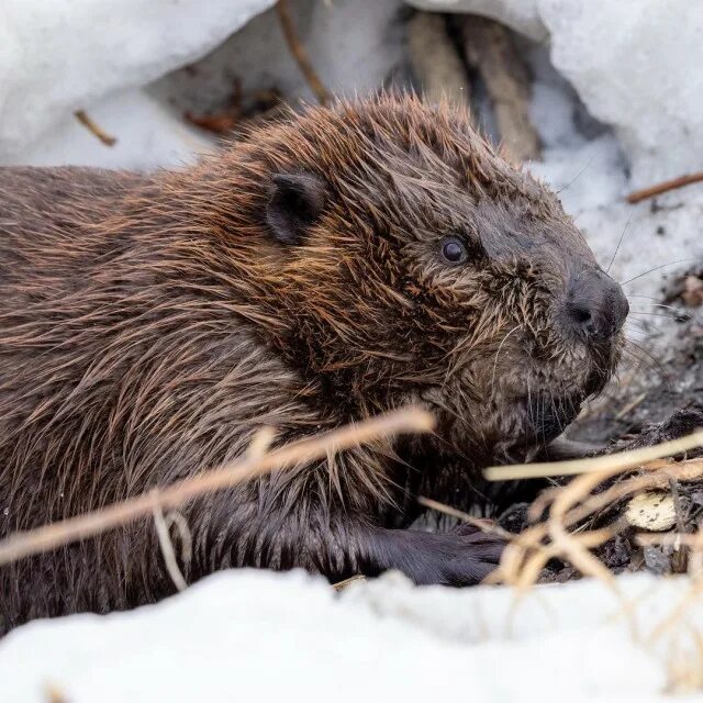 бобриха тт. мягкая игрушка hansa бобр 29 см. бобр 11. речной бобр хвост. бобр (castor fiber linnaeus, 1758).