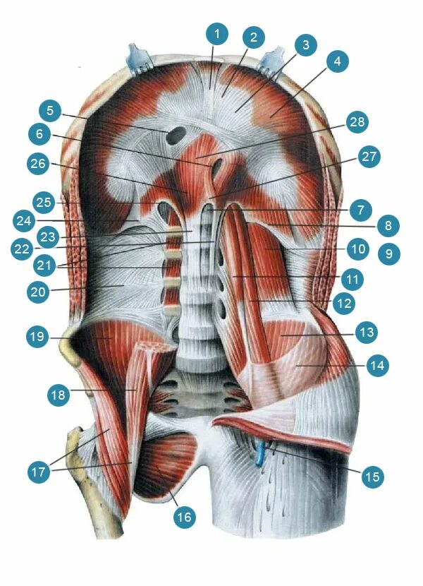 Три диафрагмы у человека. Диафрагма анатомия. Диафрагма мышца. Диафрагмальная мышца. Ножки диафрагмы и поясничная мышца.