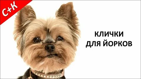 Красивые имена для йоркширских терьеров