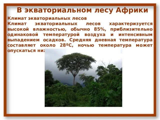 Какую площадь занимают экваториальные леса. Климат влажных экваториальных лесов Африки. Экваториальный лес климат. Климат в экваториальных лесах. Экваториальные леса Африки климат.