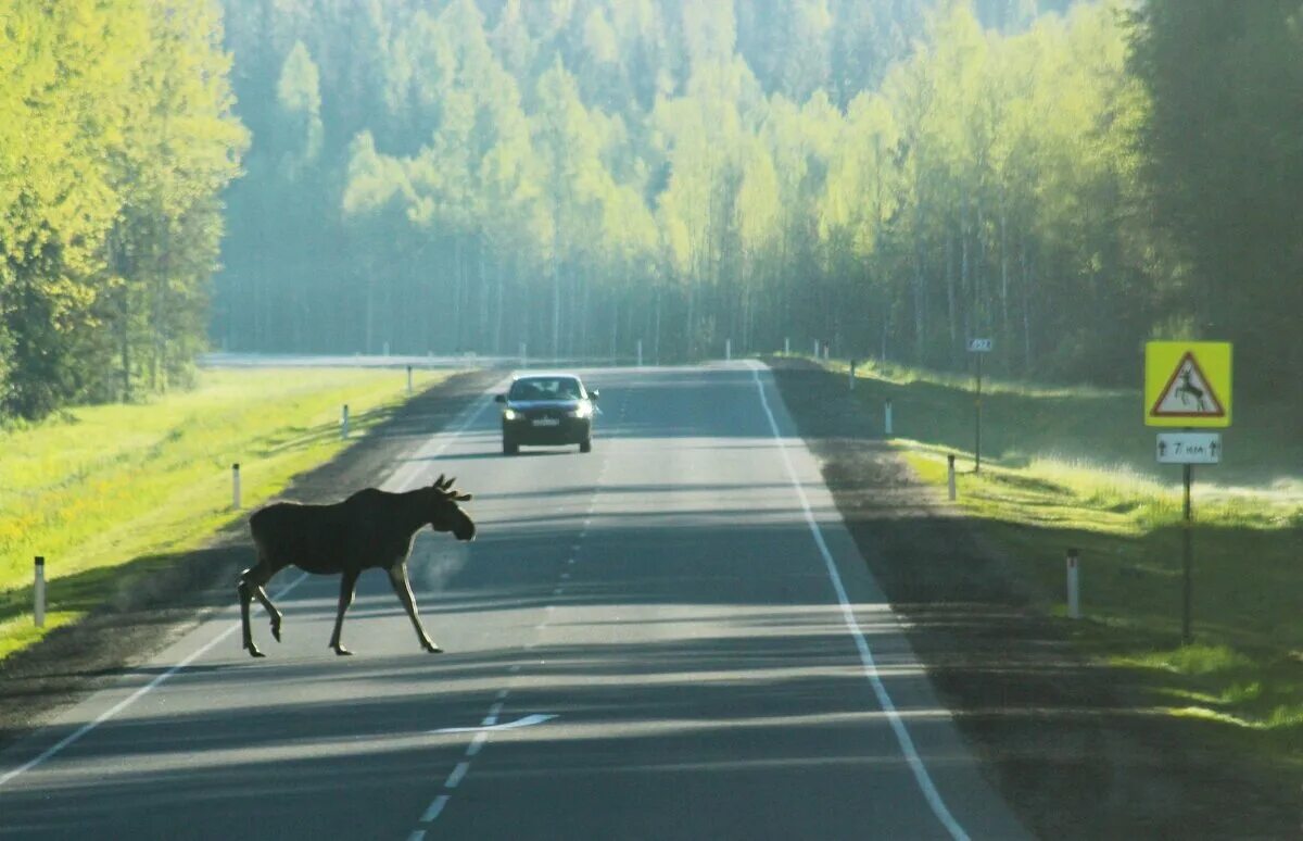 Лось ушел. Лось в Марий Эл. Животные на трассе. Дикие животные на дороге.