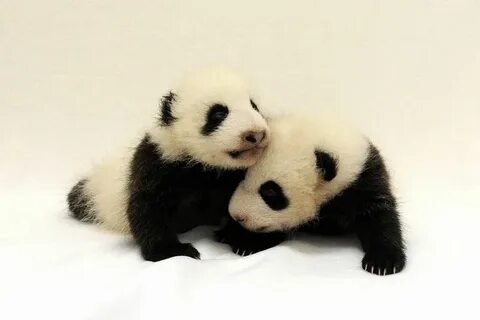 Pandas name