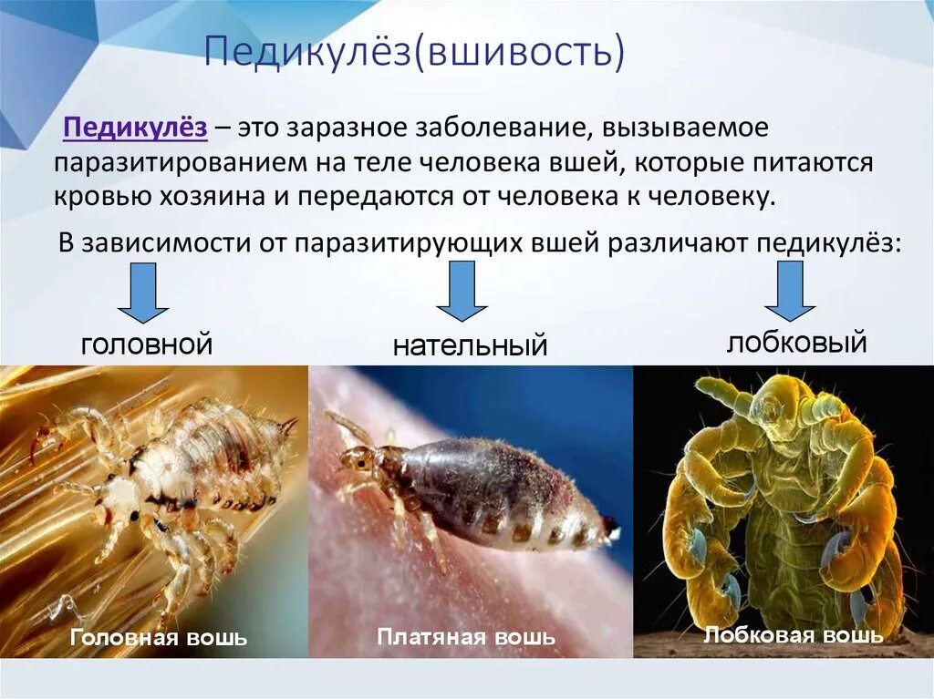 Вши текст