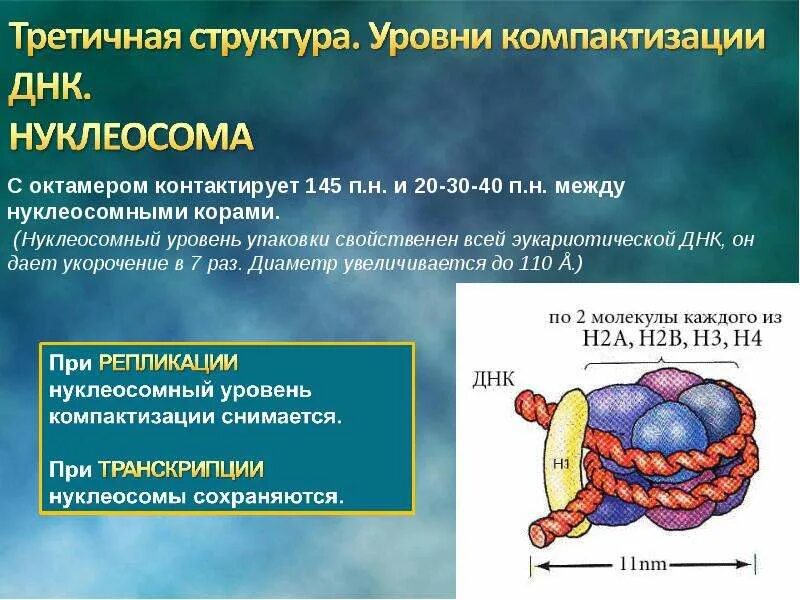 Нуклеосомное строение хромосомы