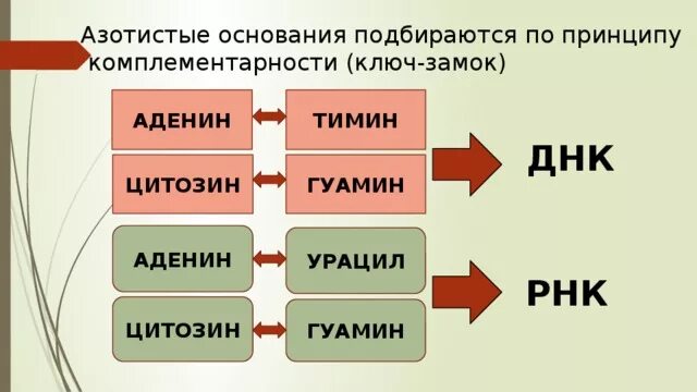 Азотистые основания в составе нуклеотидов рнк. Аденин гуанин цитозин тимин урацил. азотистые основания днк и рнк. аденин урацил гуанин цитозин азотистые основания. днк рек основания азотистые.