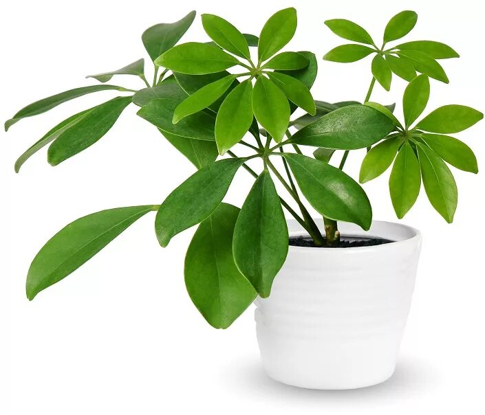 Красивые комнатные растения. Фикус драцена. To be a potted plant. Фикус драцена. Монстера растение.