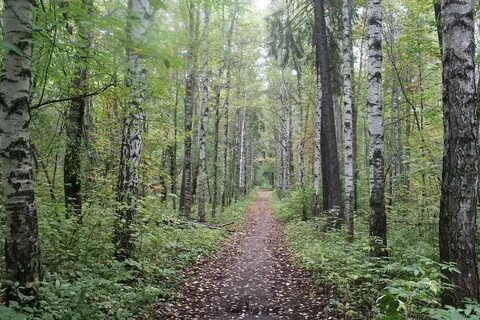 Черняевский лес