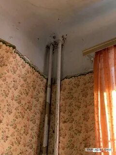 Тараканы в съемной квартире