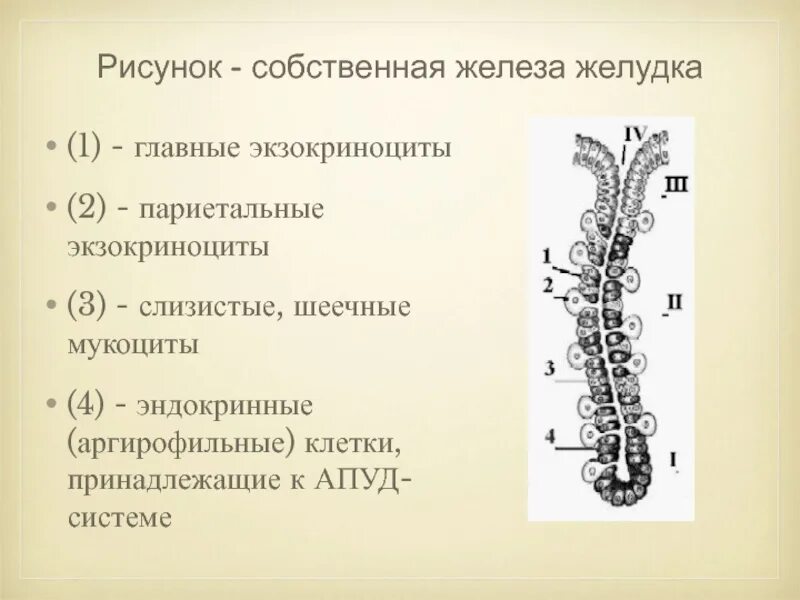 Железы желудка строение. Железы желудка. Собственные железы желудка. Фундальная железа желудка. Железы желудка рисунок.