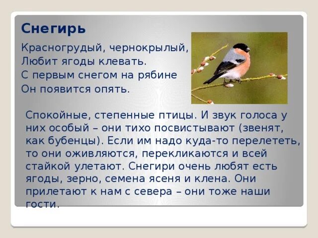 Птицы стали клевать ягоды рябины сказуемое. Продолжите предложение на ветке сидели снегири. Серый дрозд рябинник. Птицы стали клевать ягоды рябины сказуемое. Птички с хохолком на голове зимой клюют рябину.