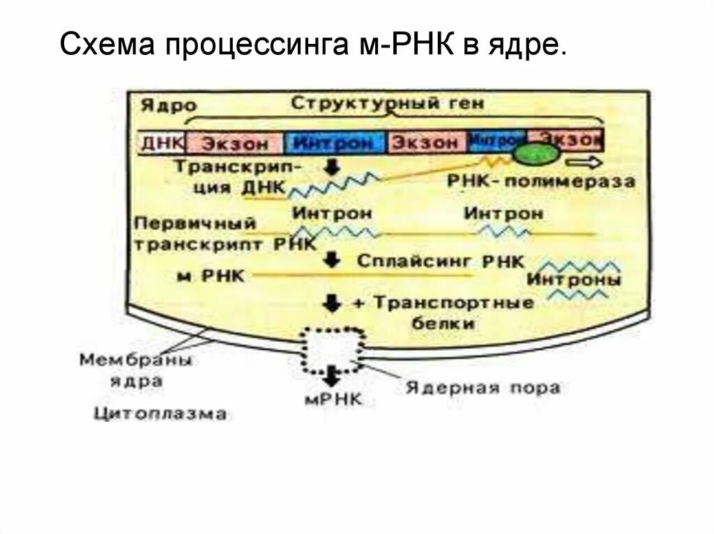 Процессинг МРНК схема. Процессинг РНК схема. Схема процессинг м РНК. Схема процессинг м РНК Гена овальбумина. Процессинг синтез