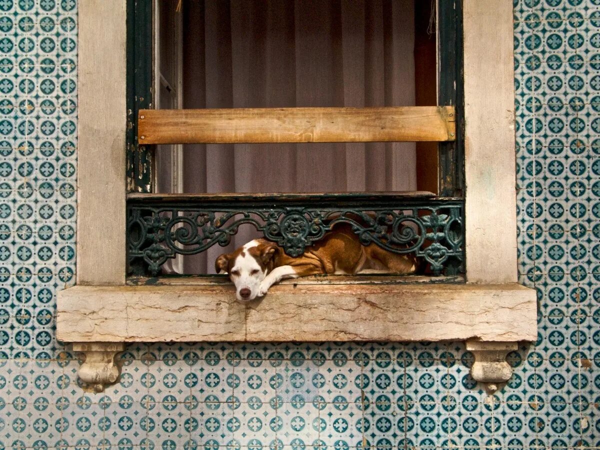Dog of windows. Собака на окошке. Окно в заборе для собаки. Собака в окне. Собачки в окошке