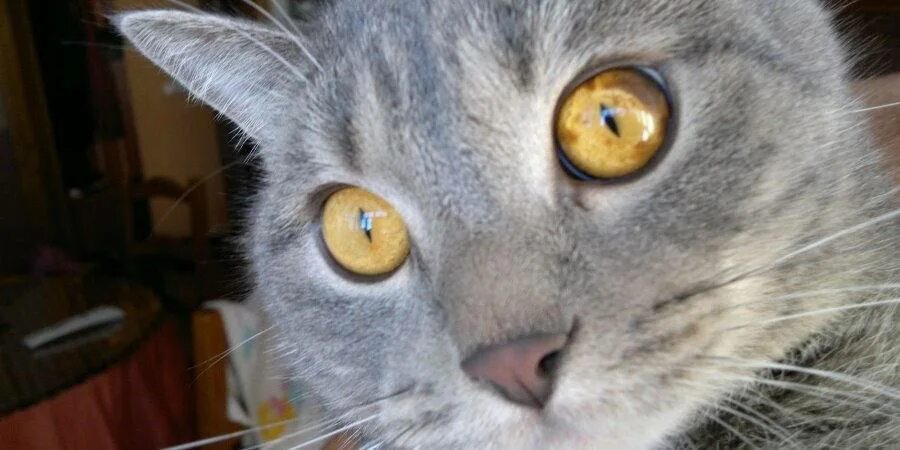 Пятно на глазу у кота. Пятна на радужке глаза у кота. у кота темное пятно на радужке глаза. темное пятно на глазу у кота.