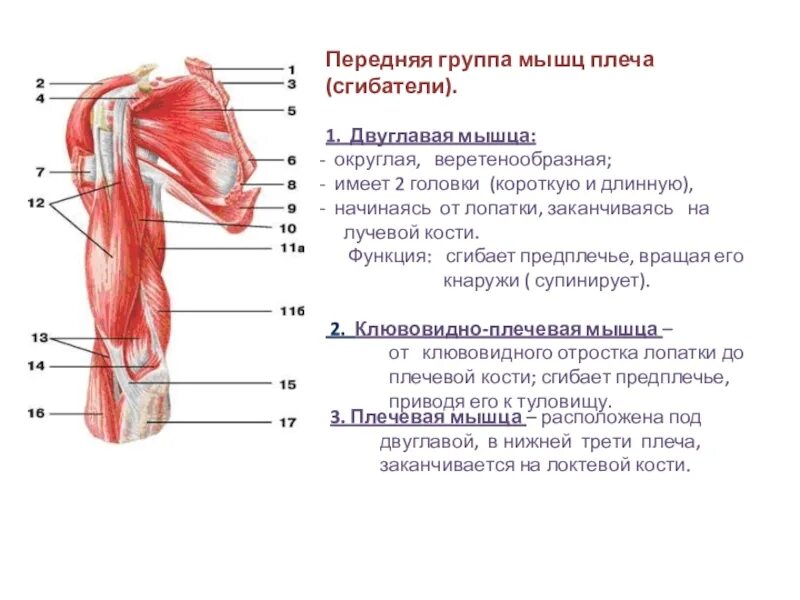 Двуглавая мышца плеча является