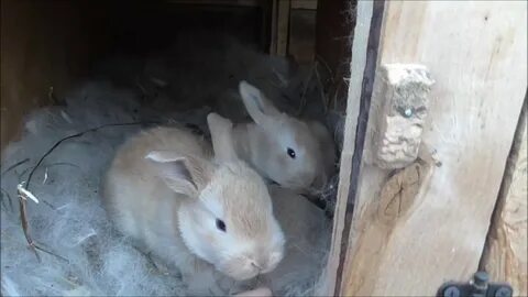 Сколько кролики ходят беременными