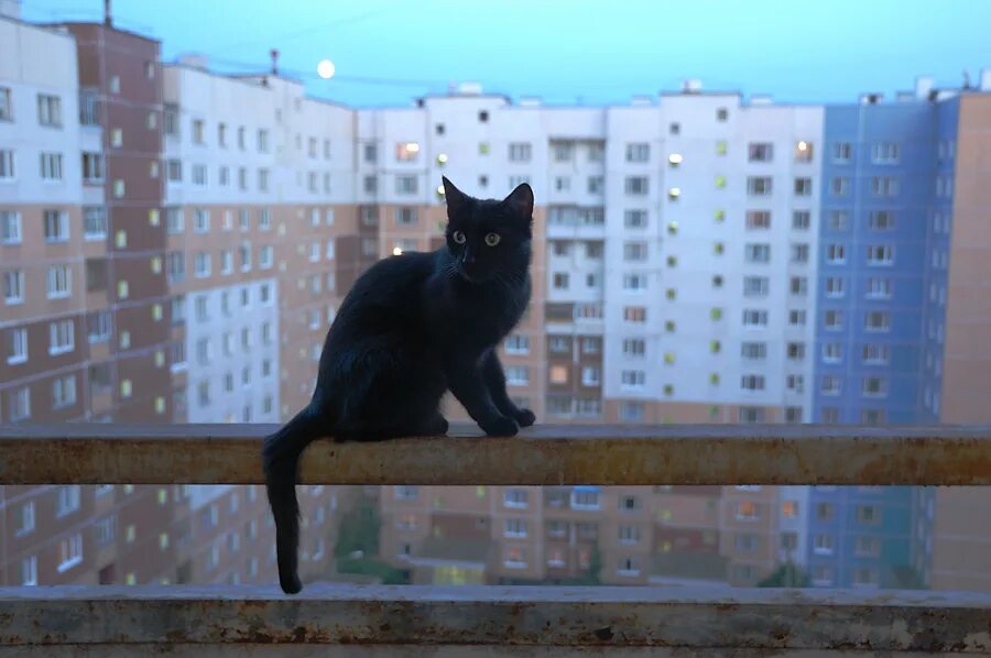 Летающий кот. Кошка упала с балкона. Кот на перилах балкона. Кот на балконе. Кошка упала с балкона.