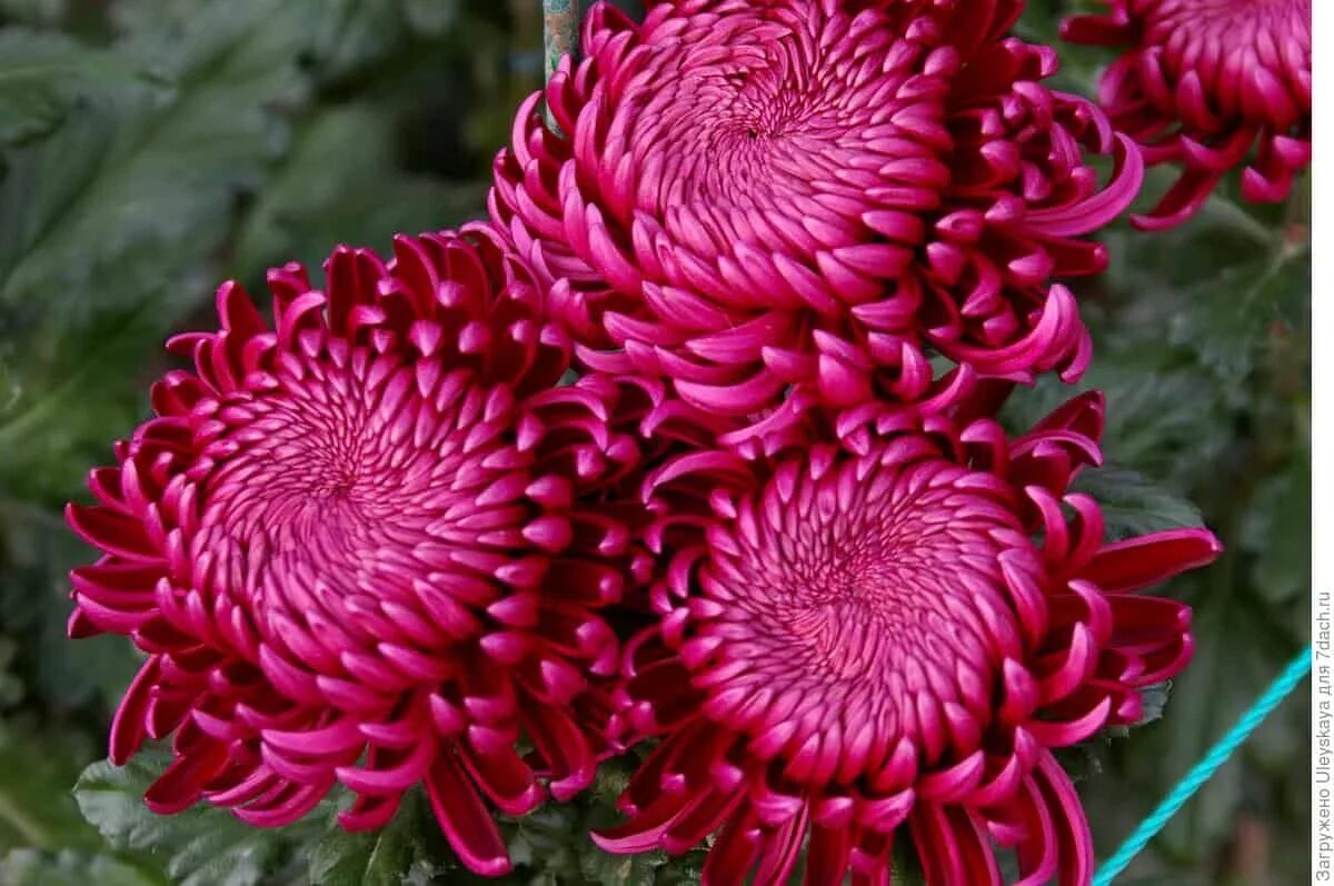 Хризантема хризантема gustav. Сорта крупноцветковой хризантемы. Хризантемы крупноцветковые сорта. Сорта крупноцветковой хризантемы. Сорта крупноцветковой хризантемы.