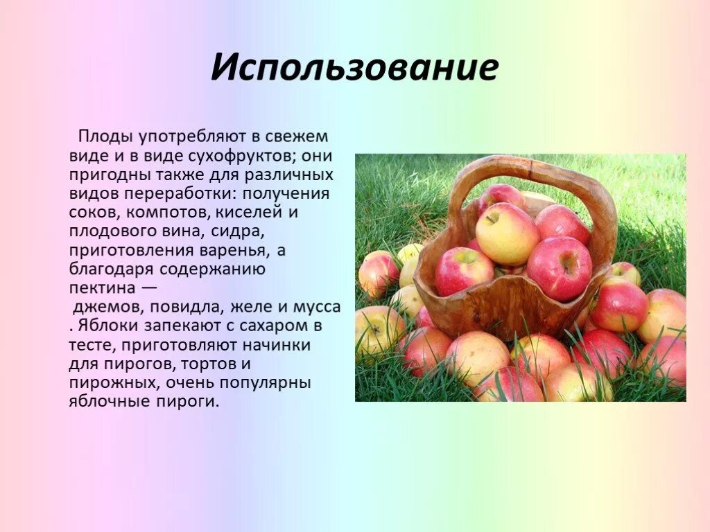 Как используют яблоню. Презентация на тему яблоня. Яблоня использование человеком. Доклад про яблоню. Яблоня для презентации.