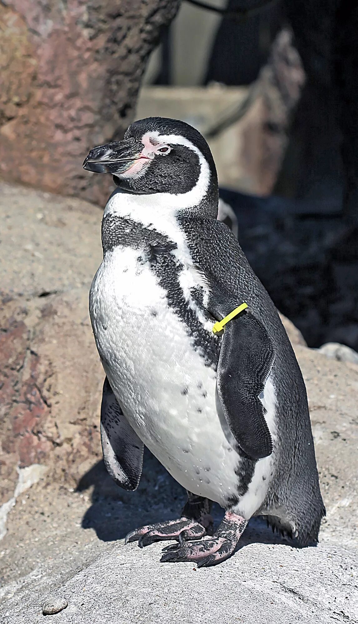 Пингвин гумбольдта. Spheniscus humboldti. Humboldt Penguin. Пингвин Гумбольдта фото. Пингвин Гумбольдта с детынишем.