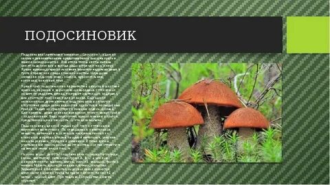 Составить познавательный текст про подосиновик