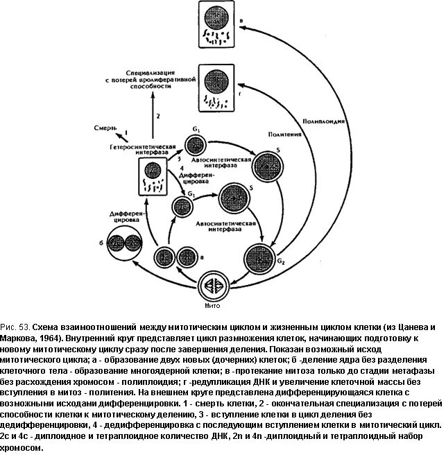 Формулы жизненного цикла клеток. Жизненный цикл клетки специализация клеток. жизненный цикл биология схема. жизненный цикл клеток способных к делению.