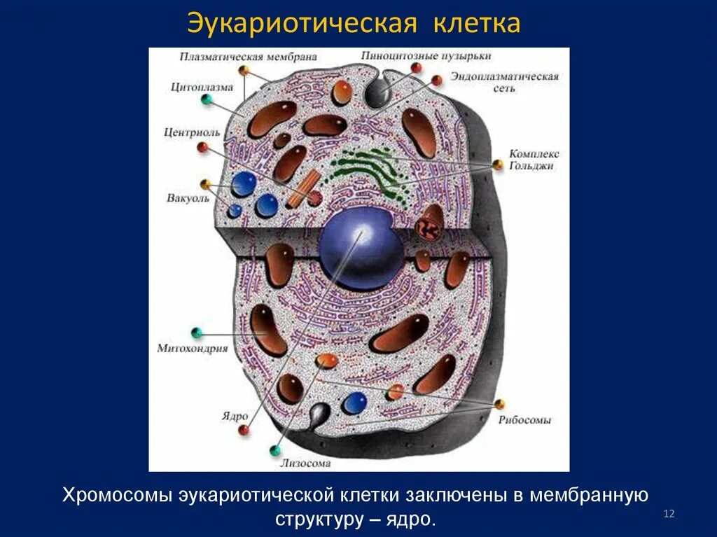 Схема клетка живая. Клетка — элементарная единица размножения и развития живого.. Строение строение животной клетки. Клетка элементарная единица организма строение клетки. Строение живой клетки.