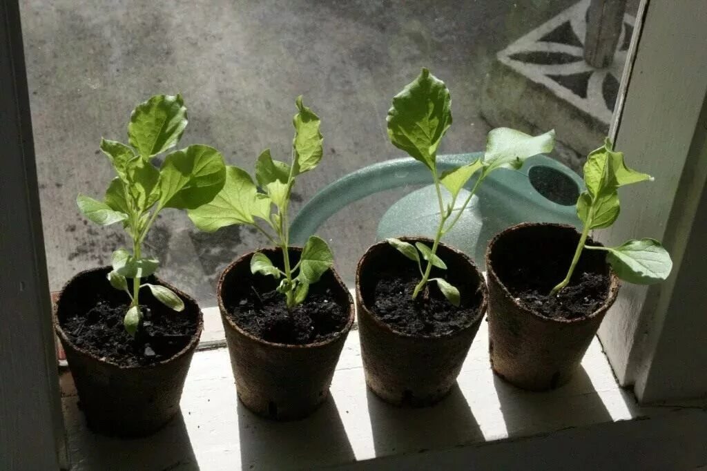 как сажать баклажаны на рассаду. всходы рассады баклажан. баклажан алмаз рассада. всходы баклажан. пикировка баклажанов на рассаду.