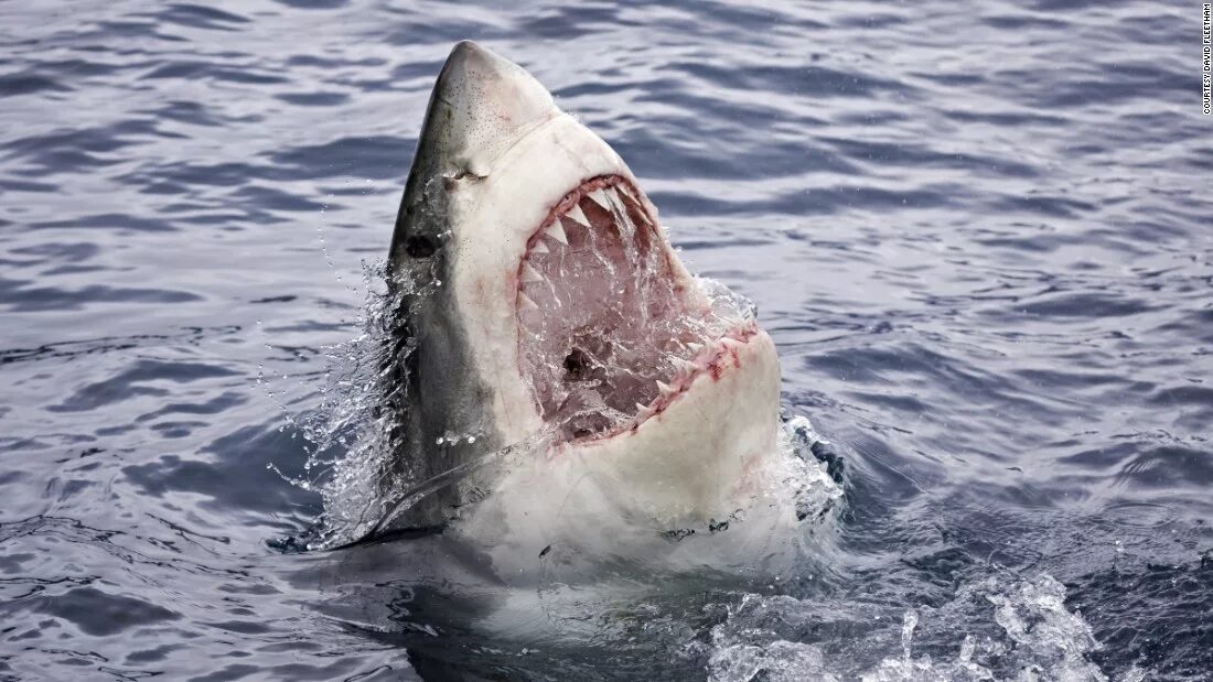 Акула открывает рот. Carcharodon carcharias. Большая белая акула. Акула с открытой па тью.