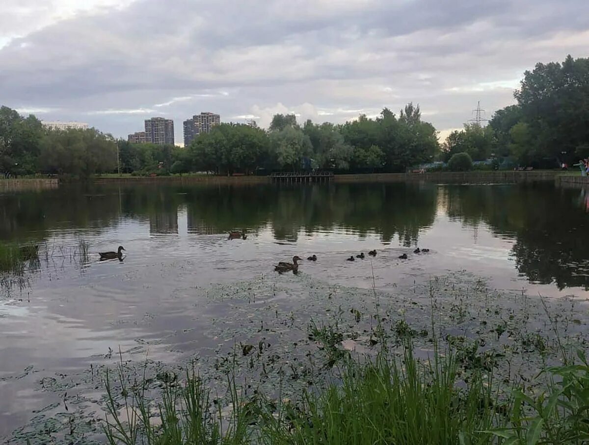 Зюзино московская область. Нижний Афонинский пруд в Зюзино. Парк Зюзино пруд. Нижний Афонинский пруд Москва. Афонинский пруд Киселевск.