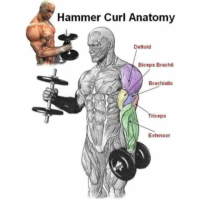 Curl на русском. Упражнения на брахиалис. Hammer Curls. Упражнения на брахиалис бицепса. Брахиалис мышца упражнения.