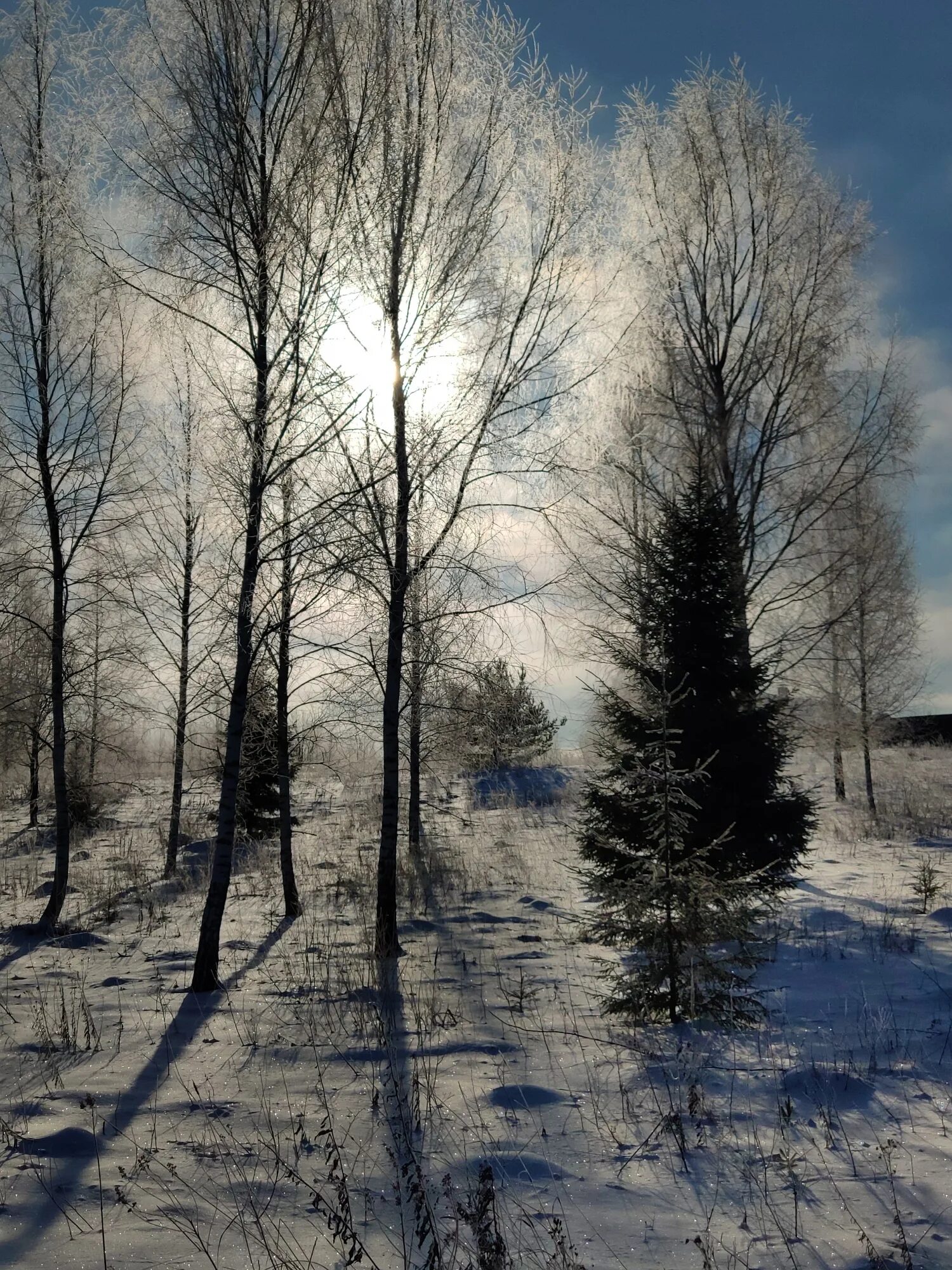 Пелена на поле. Снежная пелена. Пелена снега. Зимняя пелена. Морозы в Подмосковье.