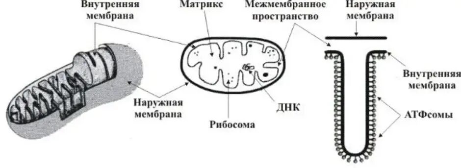 Матрикс и Кристы в митохондриях функции. Строение матрикса митохондрий. Наружная мембрана Матрикс Кристы. Схема строения митохондрии.