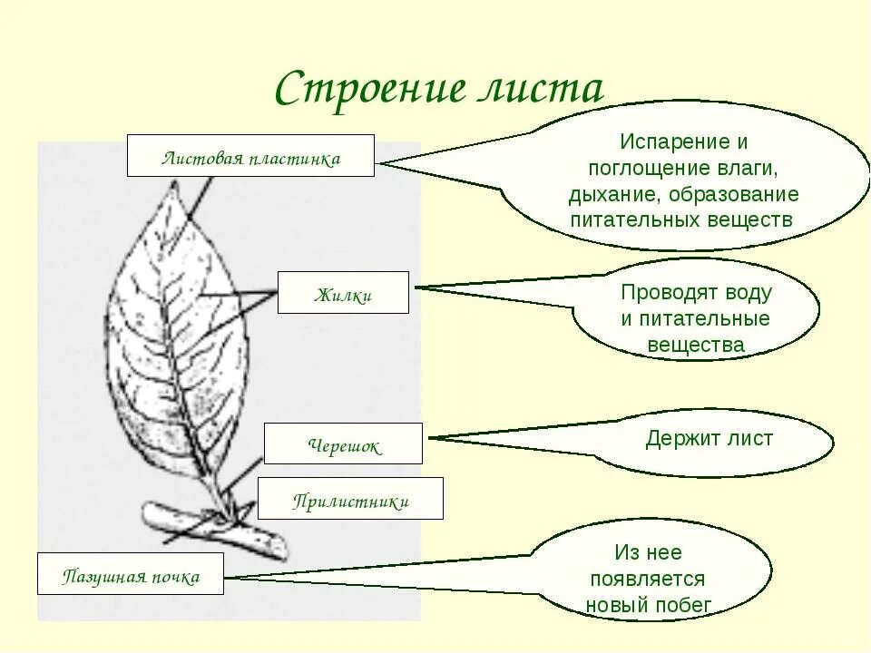 Лист строение и функции. Внешнее строение листа функции. Внешнее строение листовой пластинки. Внутреннее строение листа функции.