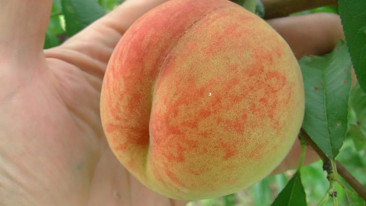 Спелый персик. Сорт персика кондор. Персик фаворит мореттини. Сорт персика франт. Нектарин белый лебедь.