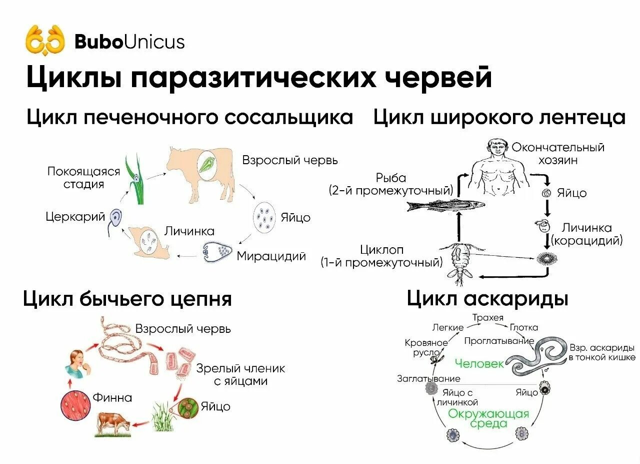 Циклы развития паразитических плоских червей. Жизненные циклы паразитов ЕГЭ. Жизненные циклы паразитических червей. Циклы развития паразитических червей ЕГЭ биология.