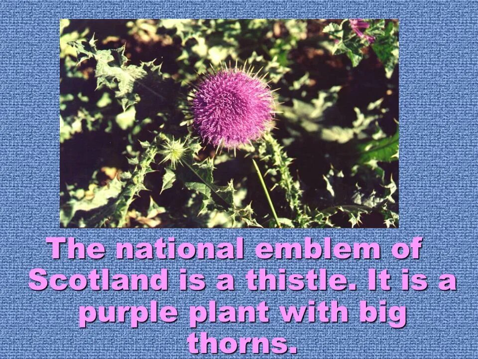 Растения великобритании названия. The symbol of scotland is. Символы шотландии на английском языке с переводом. The thistle is a national symbol of scotland. What is the emblem of scotland?.