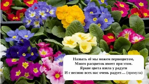 Примула цветок однолетний или