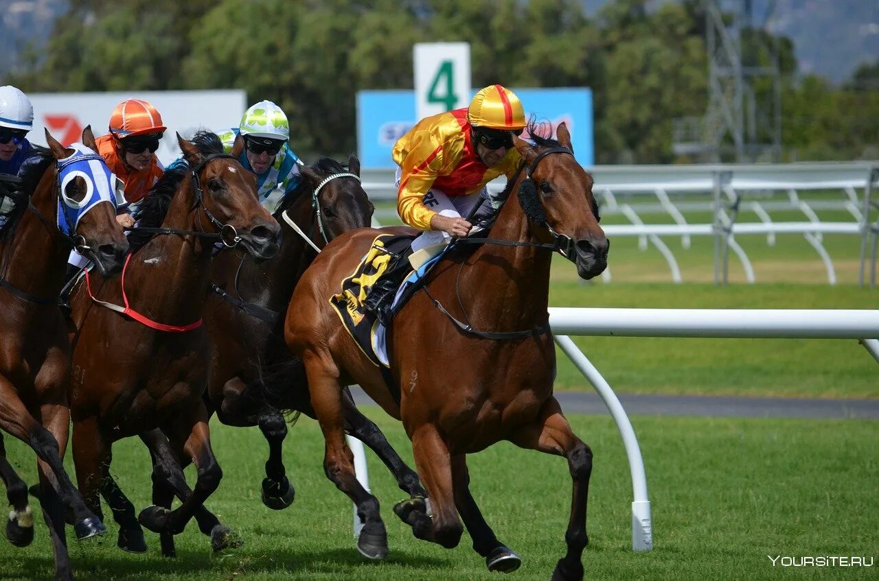 Хорс рейсинг. Скачки на лошадях. Скачки на лошадях. Будут ли скачки. Ипподром cheltenham в англии.