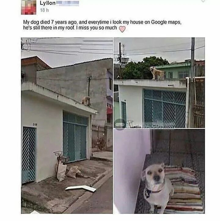 Собаки умирают дома