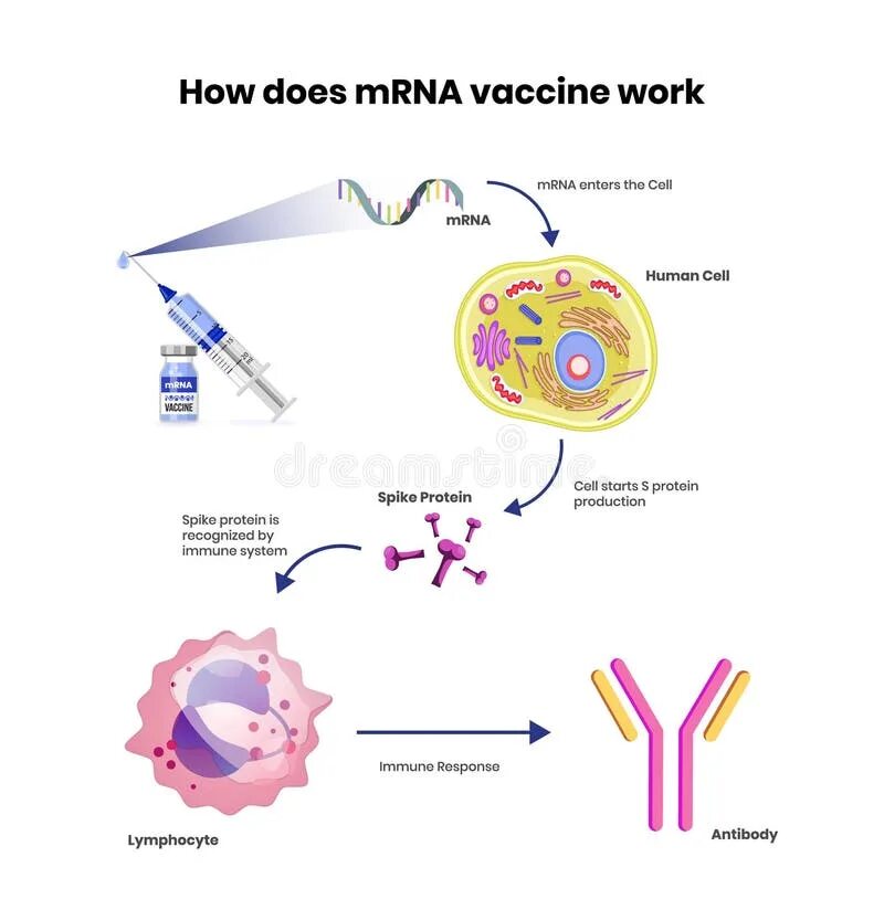 РНК-вакцина. МРНК вакцина. МРНК вакцины от коронавируса. Вектор вакцина РНК.