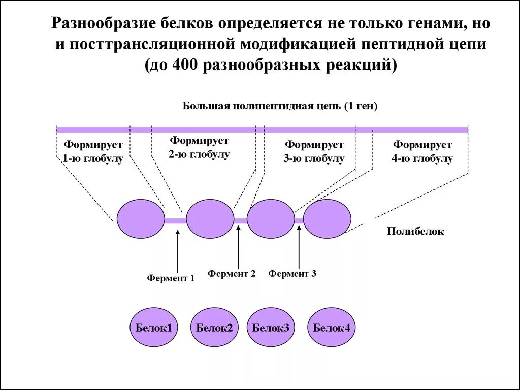 Разнообразие белков. Белки разнообразие. Разнообразие белка. Красные гены цепочка.