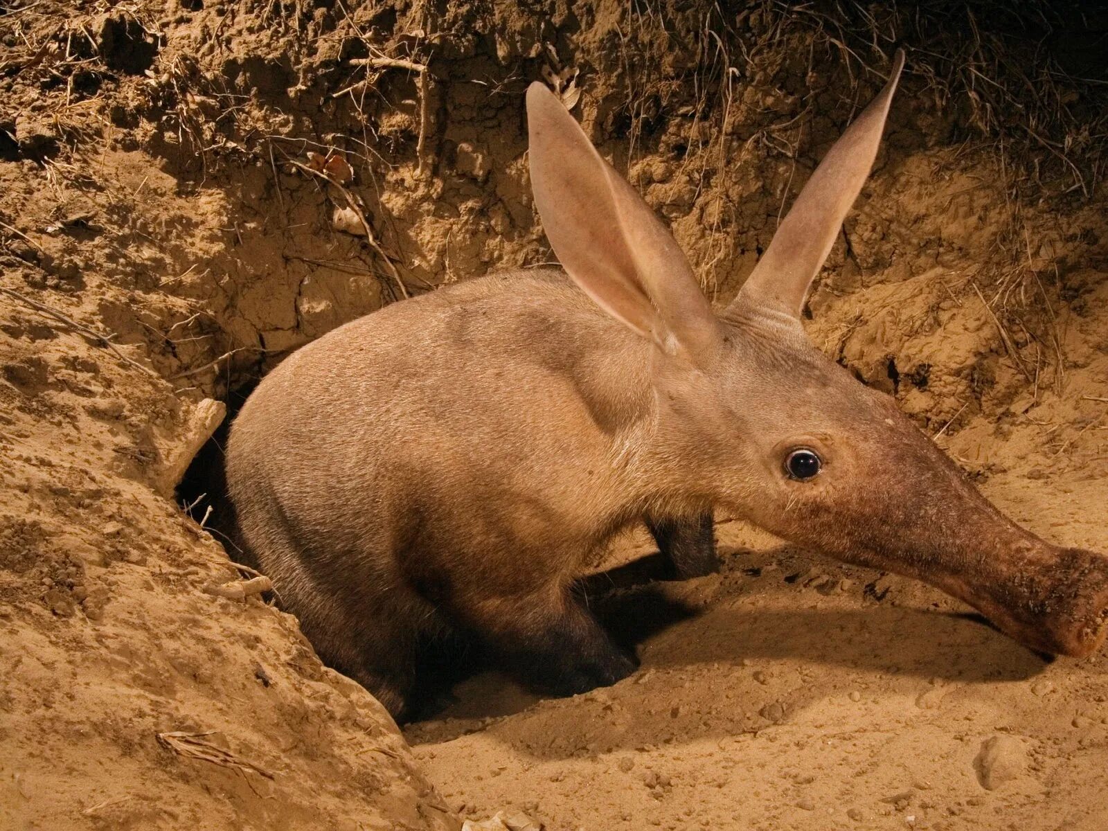 Какие животные есть на земле. Какие животные есть на земле. Слон и платибелодон. Самая старая черепаха джонатан. Какие животные есть на земле.