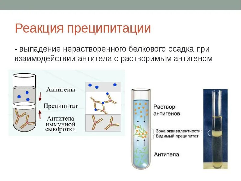 Реакция преципитации. Реакция преципитации микробиология постановка. реакция преципитации микробиология схема. реакция преципитации микробиология механизм. реакция преципитации постановка реакции.