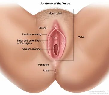 drawing shows the mons pubis, clitoris, urethral opening, inner and outer l...