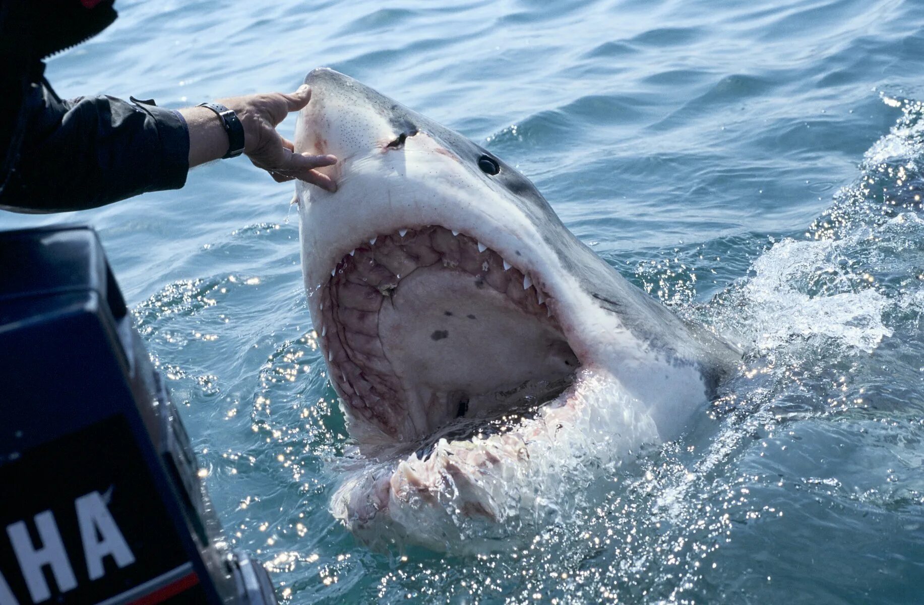 Почему акулы боятся пузырей. Большая белая акула (Carcharodon carcharias). Самая опасная акула в мире.