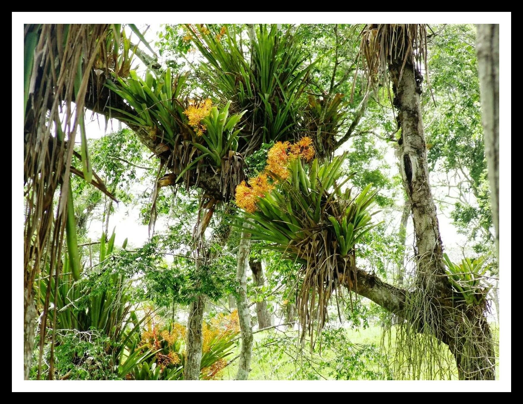 Виды эпифитов. Эпифиты Южной Америки. Орхидея эпифит. Эпифитный папоротник. Фаленопсис эпифит.